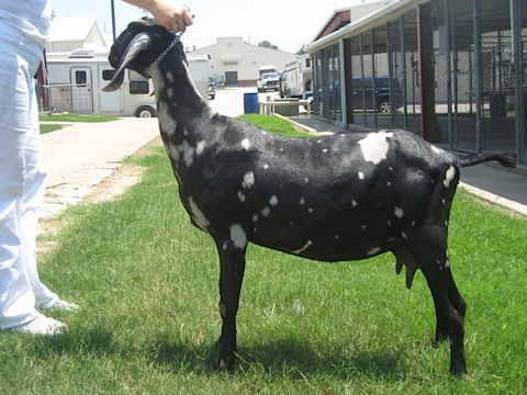 agnesshow
