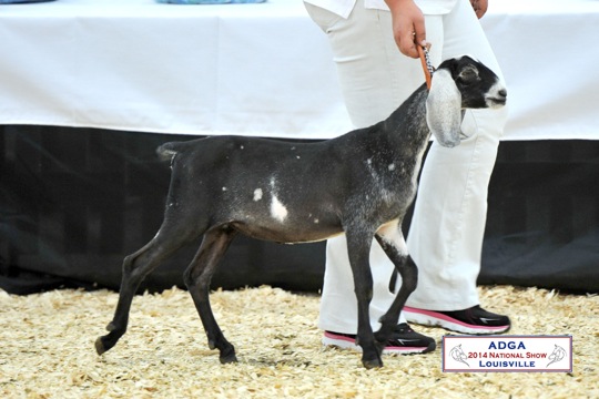 4x6.Nubian.Jr.Show.05284